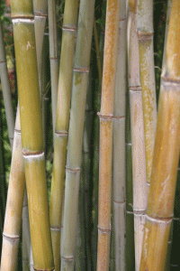 bamboo