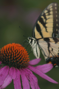 butterfly gif