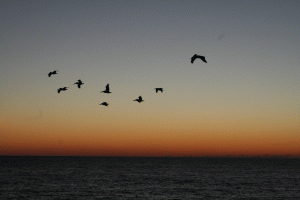 flight