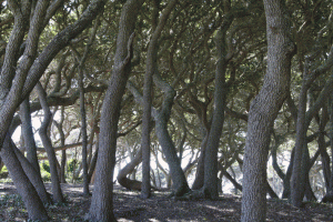 fort fisher befriending the mind