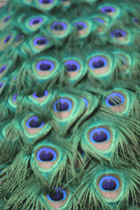 peacock