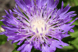purple burst resize gif